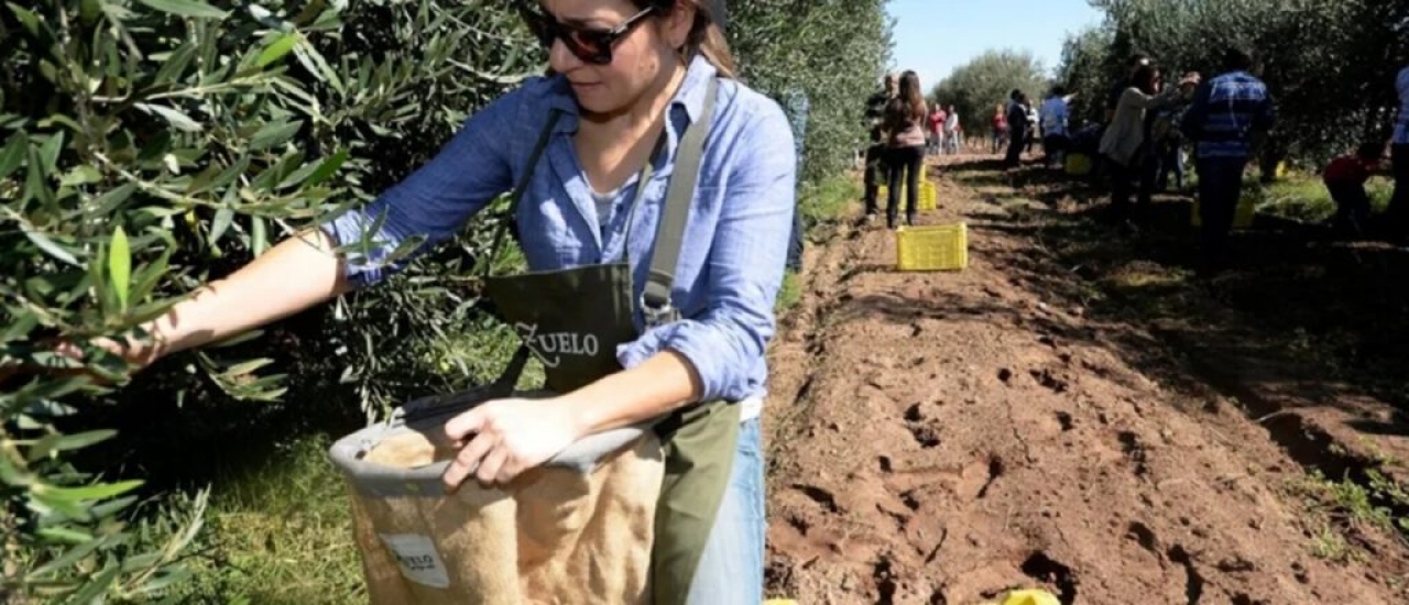 Mendoza lidera el oleoturismo con 21 almazaras y 120.000 visitantes al a&ntilde;o