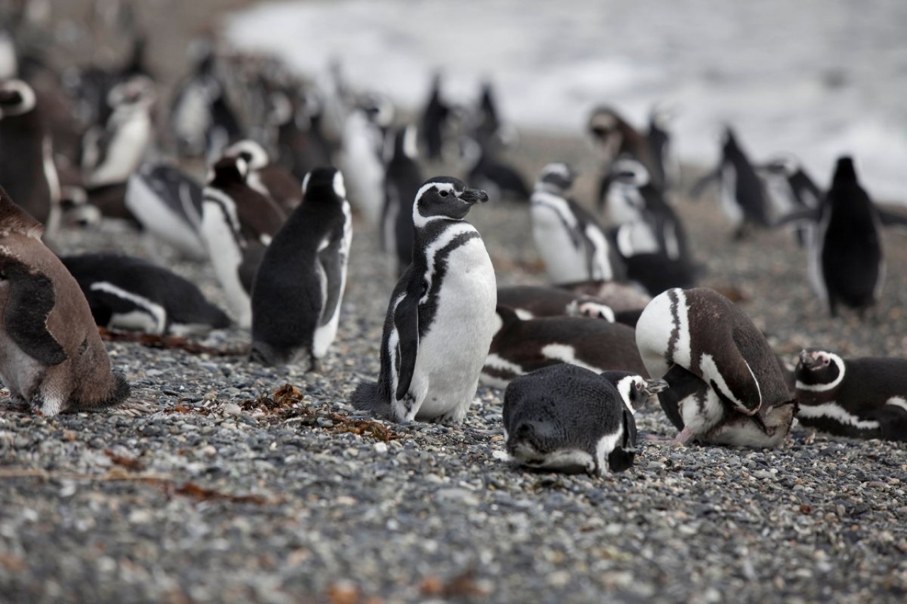 Ushuaia ofrece navegación por el Canal Beagle para avistar pingüinos