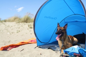 Los turistas abonar&aacute;n un impuesto por sus perros
