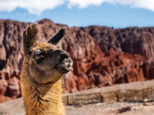 Jujuy cre&oacute; su Oficina de Turismo Acad&eacute;mico