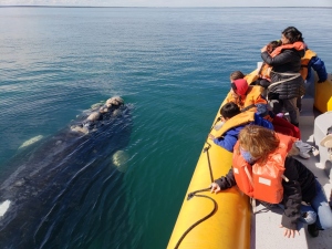 Río Negro lanzó una estrategia conjunta para impulsar el avistaje de fauna marina